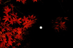 月夜と紅葉