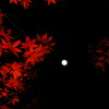 月夜と紅葉