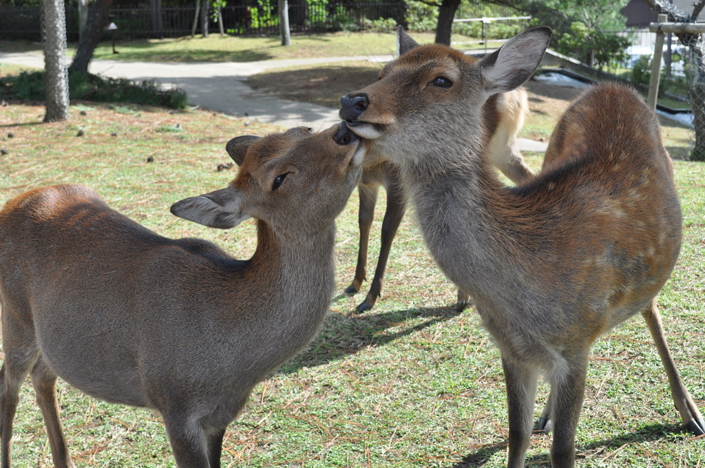 鹿キス