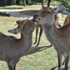 鹿キス
