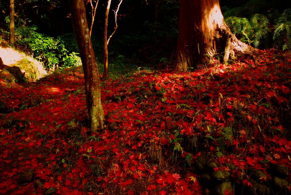 紅葉の絨毯