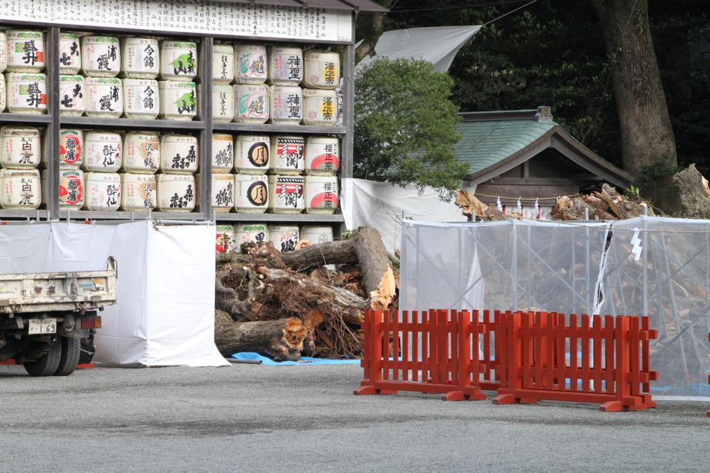 倒れた大銀杏