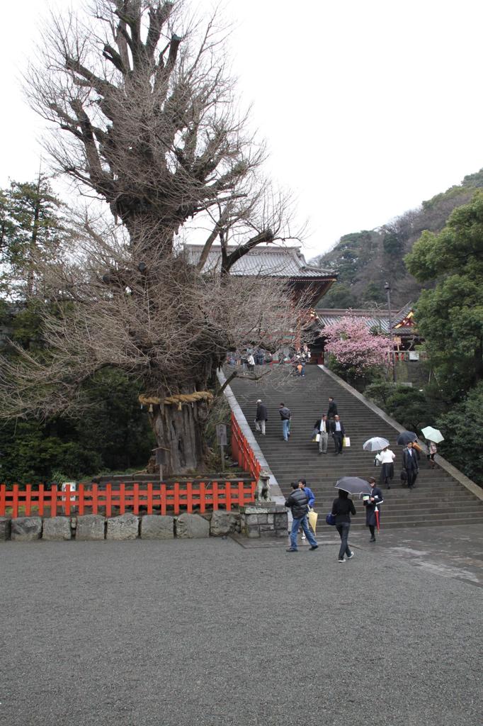 生前の大銀杏