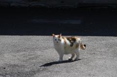 neko
