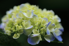 最後の紫陽花