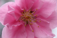花桃