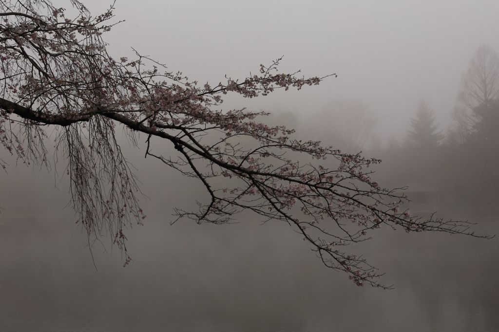 霧桜