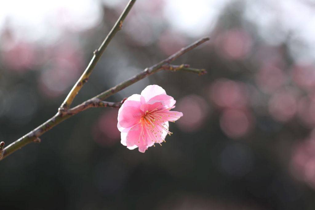 梅