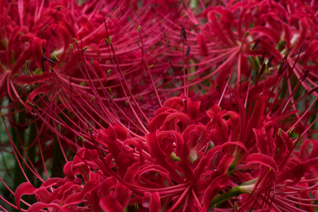 Reds