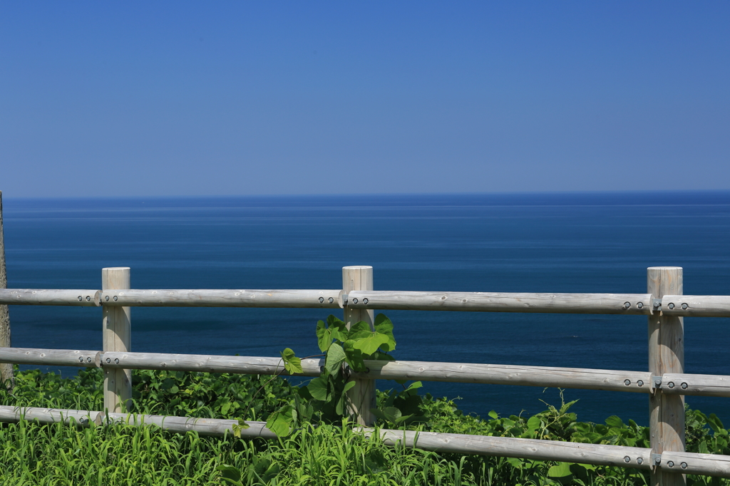夏の海