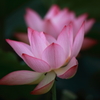旬の花