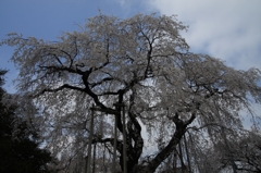 桜003