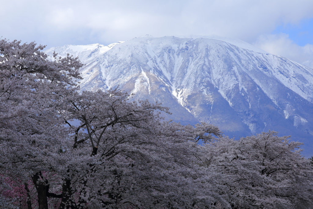 桜並木