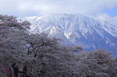 桜並木