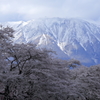 桜並木