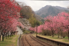 桜・駅001
