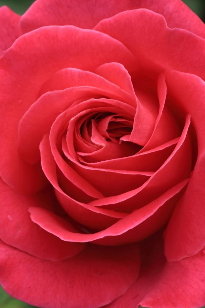 Red　Edge