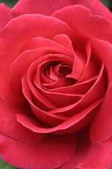 Red　Edge