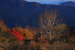 様々な色