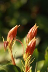 芽吹き