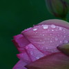 6月の雨に濡れる