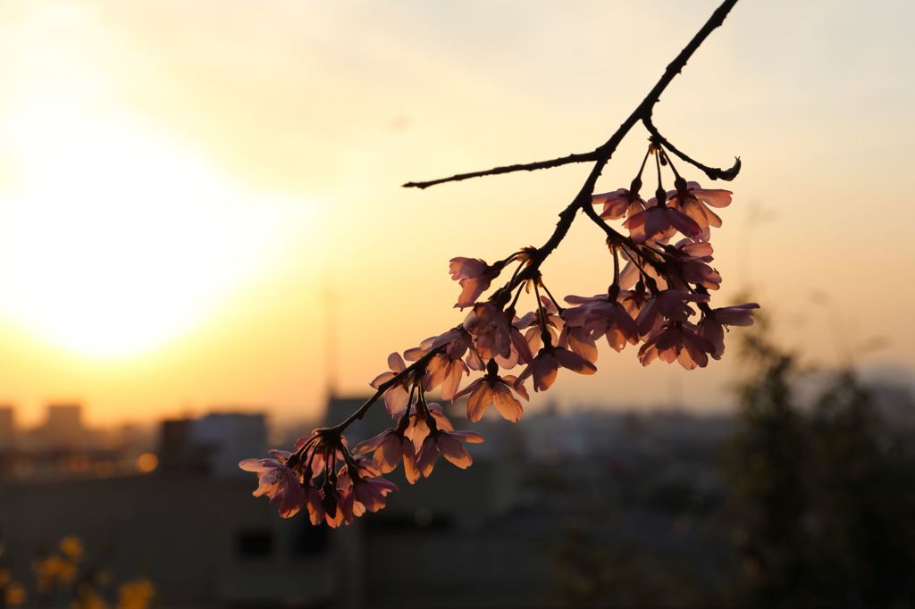 夕日と桜