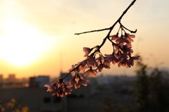 夕日と桜