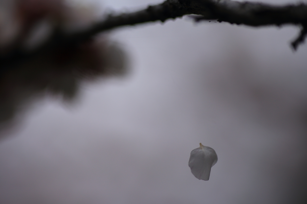 一片の梅