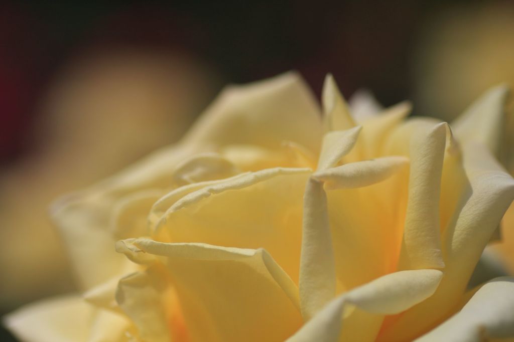 薔薇