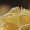 薔薇