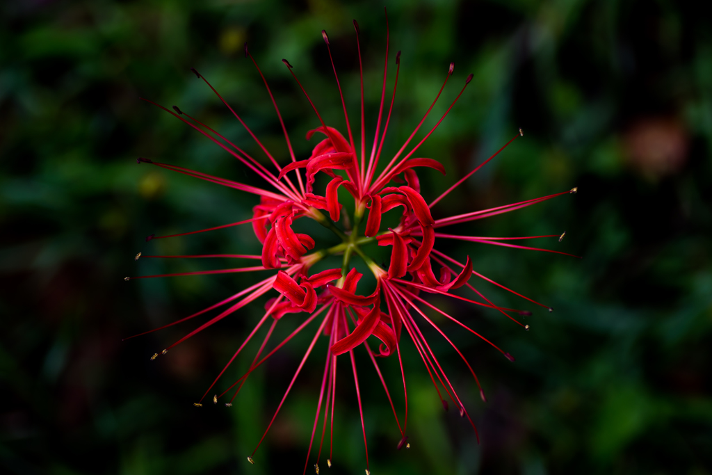 花火
