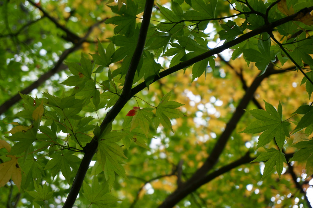 紅一点