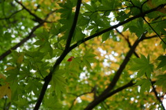 紅一点