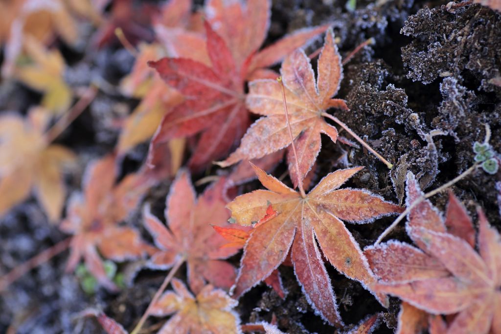 凍える紅葉