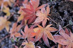 凍える紅葉