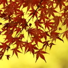 黄金紅葉