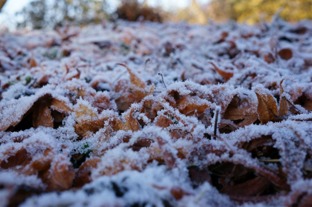 霜の朝