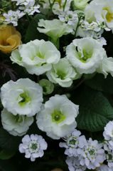 White & Green