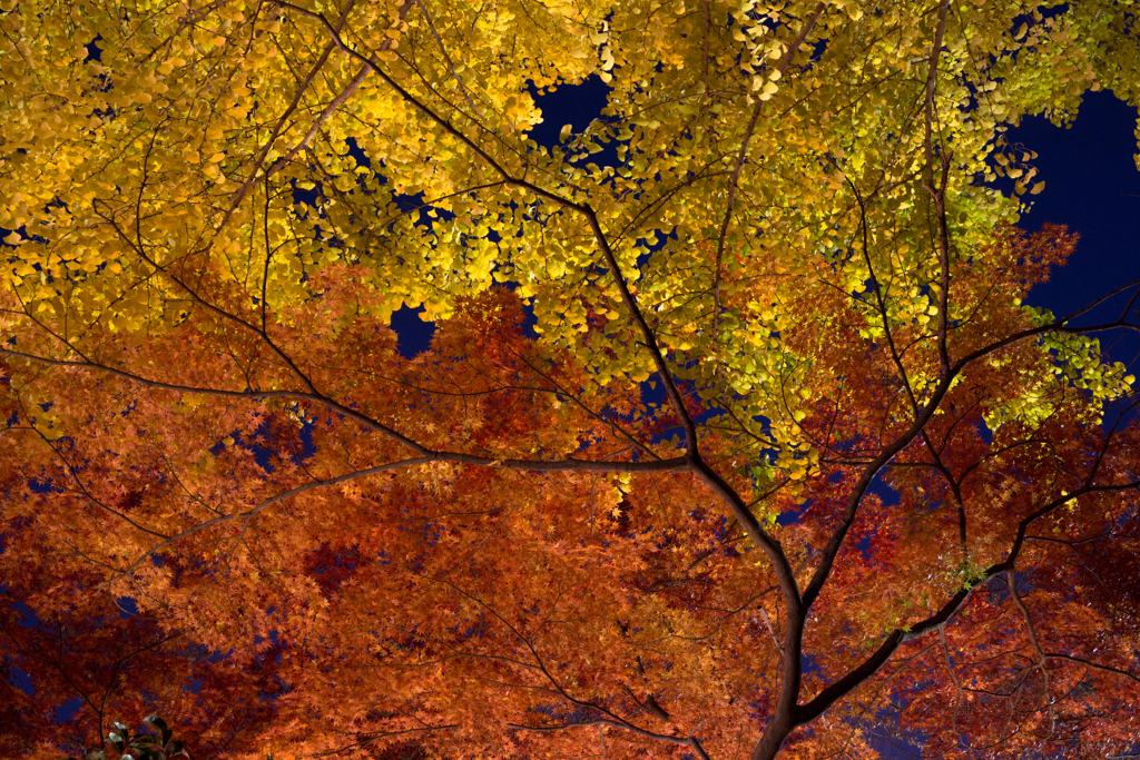 紅と黄と