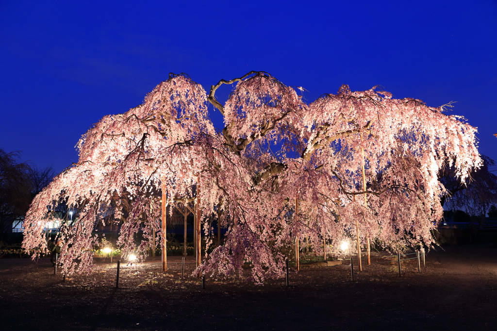 Sakura Monster