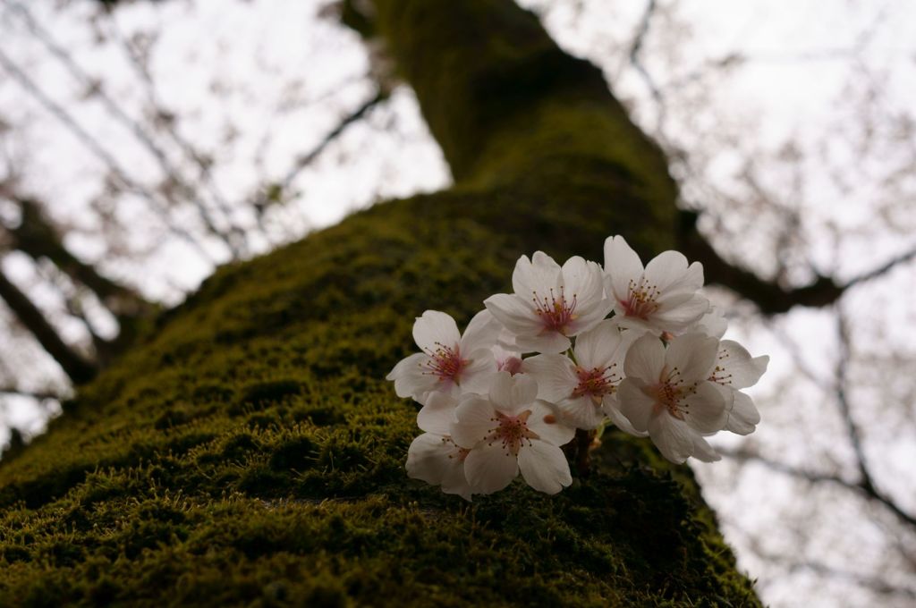 幹桜