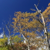 秋空