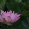 Pink in Green