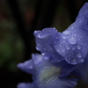 雨の名残