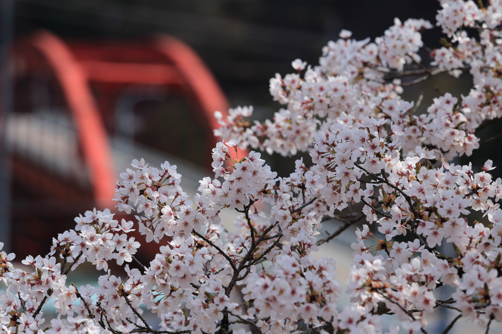 足尾の桜