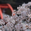 足尾の桜