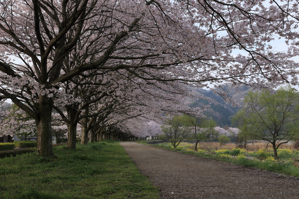 桜並木