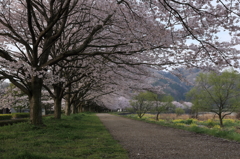桜並木