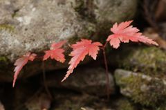 初紅葉