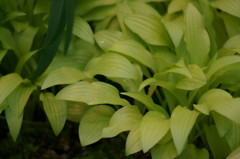 Soft Green